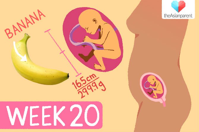 20. týždeň tehotenstva priberanie